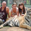 phuket-tiger-kingdom